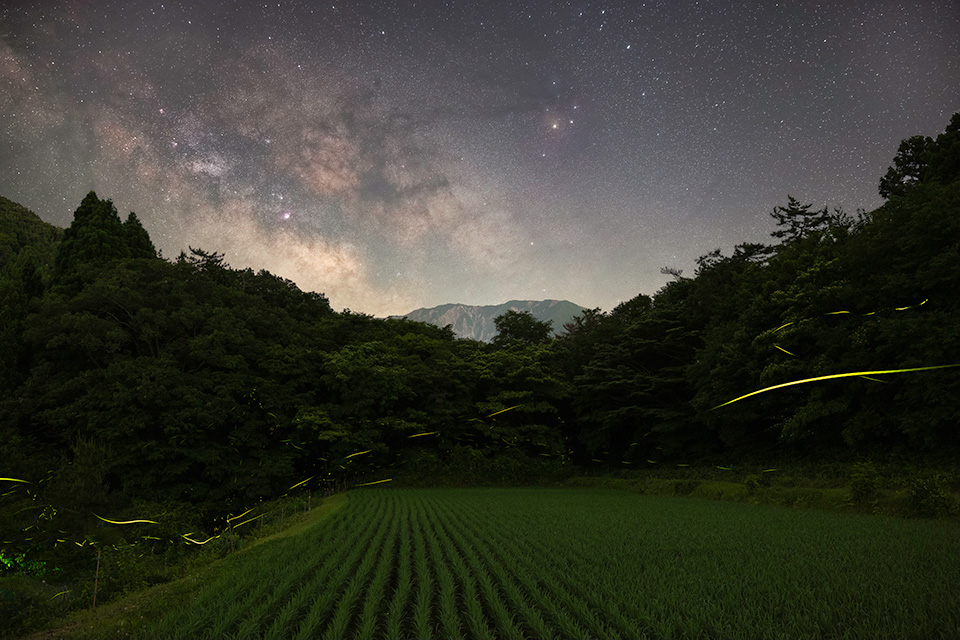 優秀賞　山根　大樹さんの作品「蛍舞う星夜の田圃」