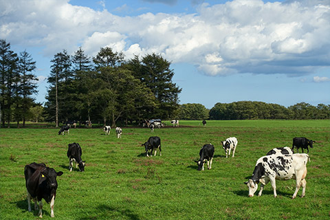 別海町　放牧風景