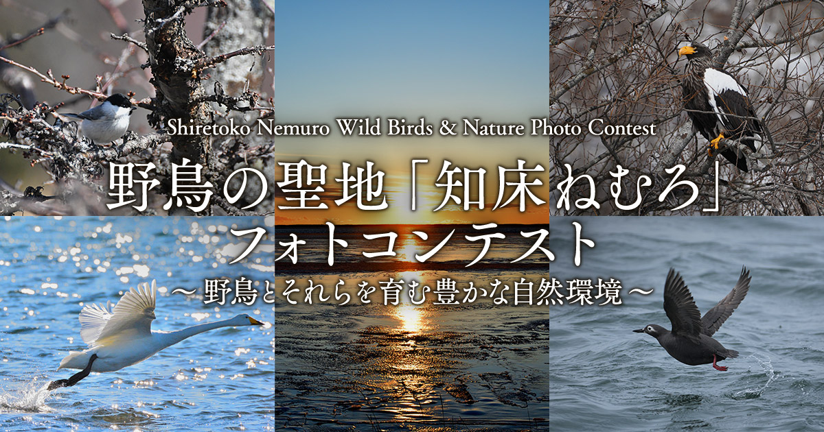 野鳥の聖地「知床ねむろ」フォトコンテスト ～野鳥とそれらを育む豊かな自然環境～｜北海道根室振興局×東京カメラ部