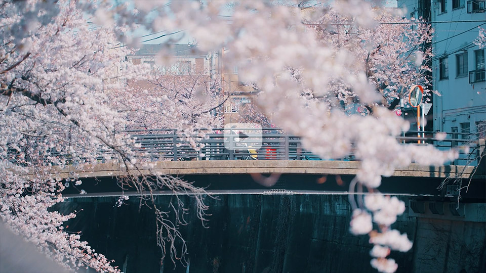 優秀賞　中里健太さんの作品「SPRING SNAPSHOT」