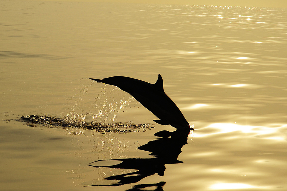 東京カメラ部2015写真展ニコンイメージングジャパントークショーイベント「楽園 ～三好和義が語る“魅せる”写真の秘密～」三好和義