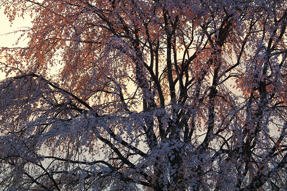 東京カメラ部10選 柄木孝志、工藤悦子、八木千賀子 × EOS 80Dパンフレットチャレンジ「スペシャルトーク」