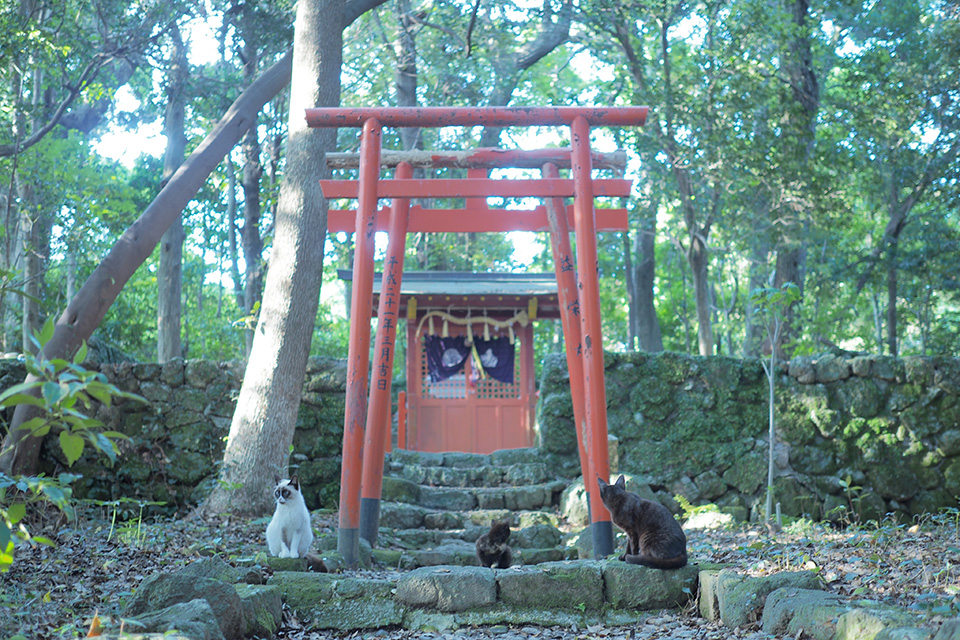 山本まりこ「OLYMPUS PEN-Fで作品作り　～エアリーカラーのつくり方『熊野古道を歩いています・中辺路』～」