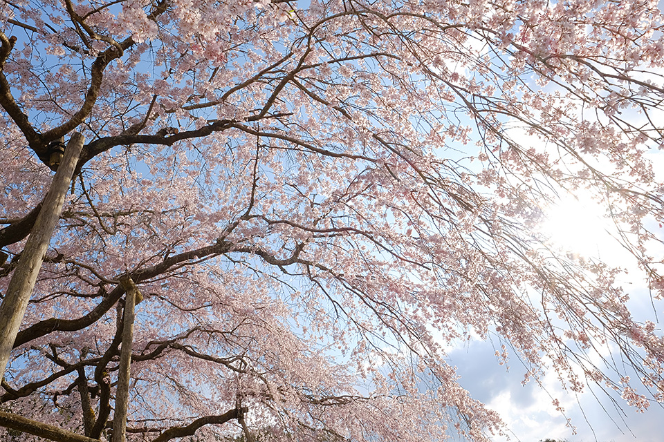 富士フイルム 東京カメラ部10選 原 朋士氏、和-KAZU-氏 × 富士フイルム 岡田昌幸氏、東京カメラ部運営「東京カメラ部10選が語るXシリーズの魅力」