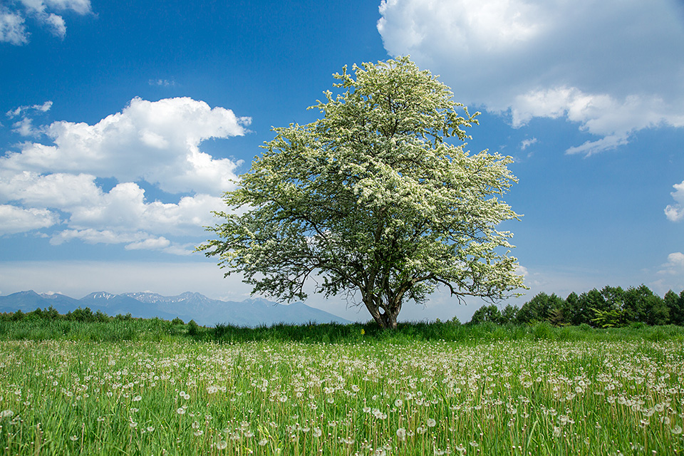 東京カメラ部10選 浅岡省一、Kyon.J、八木進、八木千賀子 × 東京カメラ部運営 他「個展を開催するということ」