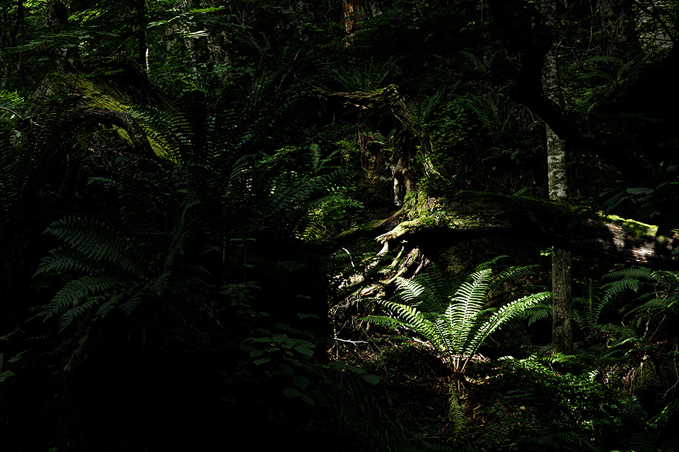 日経ナショナル ジオグラフィック社 出版ディレクター 尾崎憲和氏 × 東京カメラ部10選 浅岡省一氏、Kyon.J氏、 八木千賀子氏 × 東京カメラ部運営「人生を変えた写真」