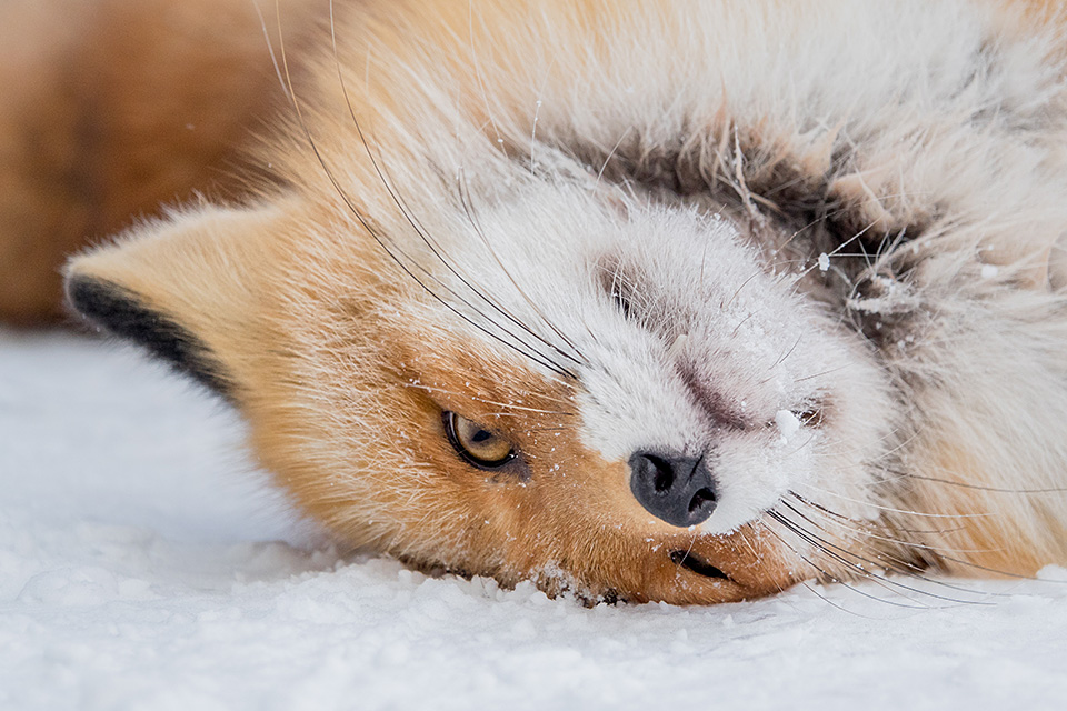 ソニーマーケティング　東京カメラ部10選 井上浩輝氏「αが捉えた北海道の自然」