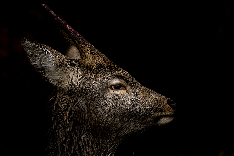 ソニーマーケティング　東京カメラ部10選 井上浩輝氏「αが捉えた北海道の自然」