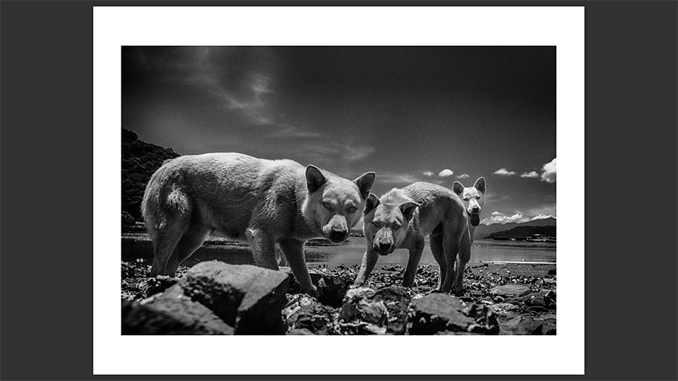 東京カメラ部特別企画 写真家 立木義浩氏 × アートディレクター 町口景氏「モノクローム」