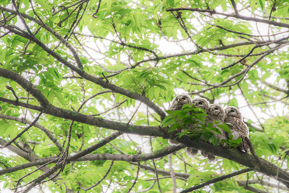 東京カメラ部10選 半田菜摘氏、別所隆弘氏「NIKKORレンズから覗く世界の光」