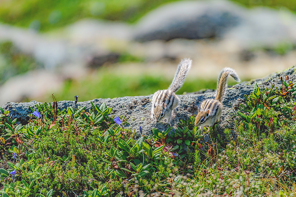東京カメラ部10選 半田菜摘氏、別所隆弘氏「NIKKORレンズから覗く世界の光」