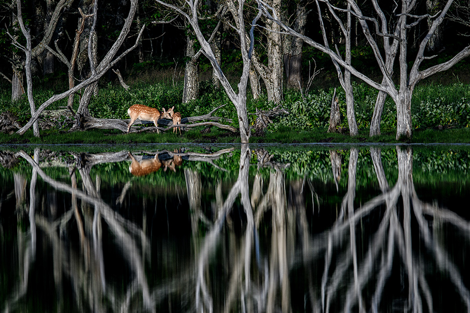東京カメラ部10選 半田菜摘氏、別所隆弘氏「NIKKORレンズから覗く世界の光」