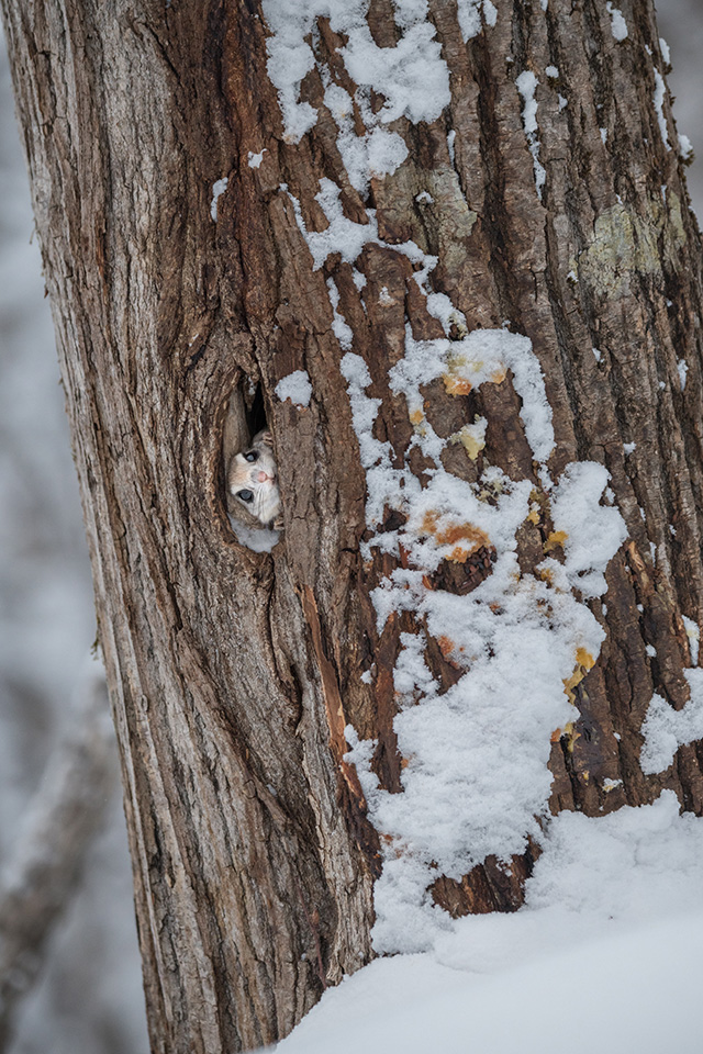 東京カメラ部10選 半田菜摘氏、別所隆弘氏「NIKKORレンズから覗く世界の光」