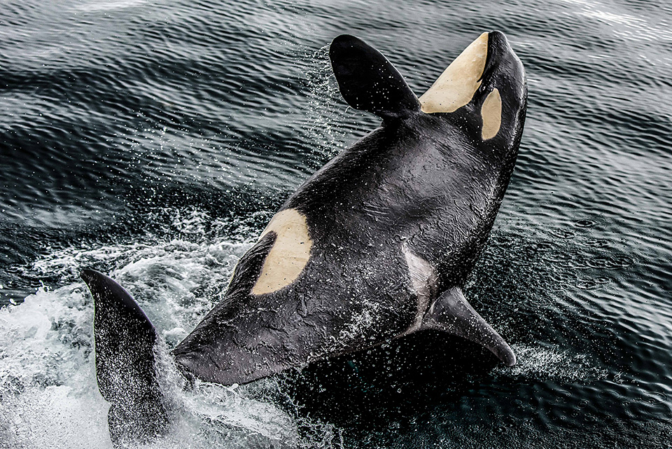 東京カメラ部10選 鈴木悠介氏、半田菜摘氏 × ソニーイメージングプロダクツ＆ソリューションズ 神保秀人氏