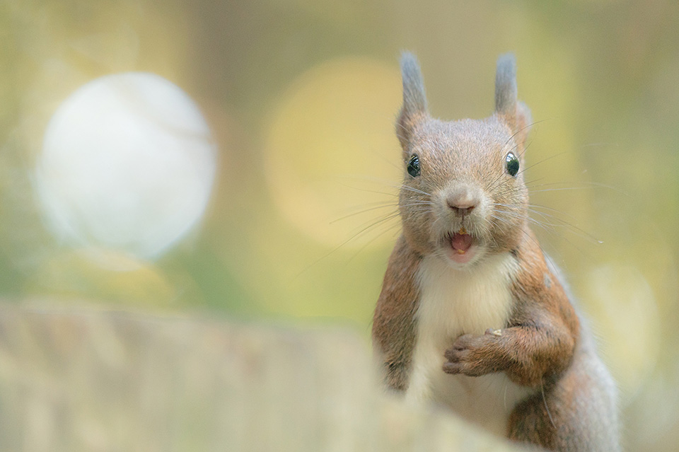 東京カメラ部10選 井上浩輝氏 × 東芝メモリ「頼れる相棒 “EXCERIA PRO”」