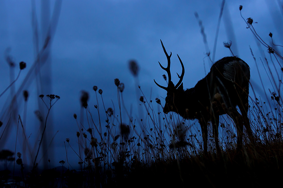 東京カメラ部10選 井上浩輝氏 × 東芝メモリ「頼れる相棒 “EXCERIA PRO”」