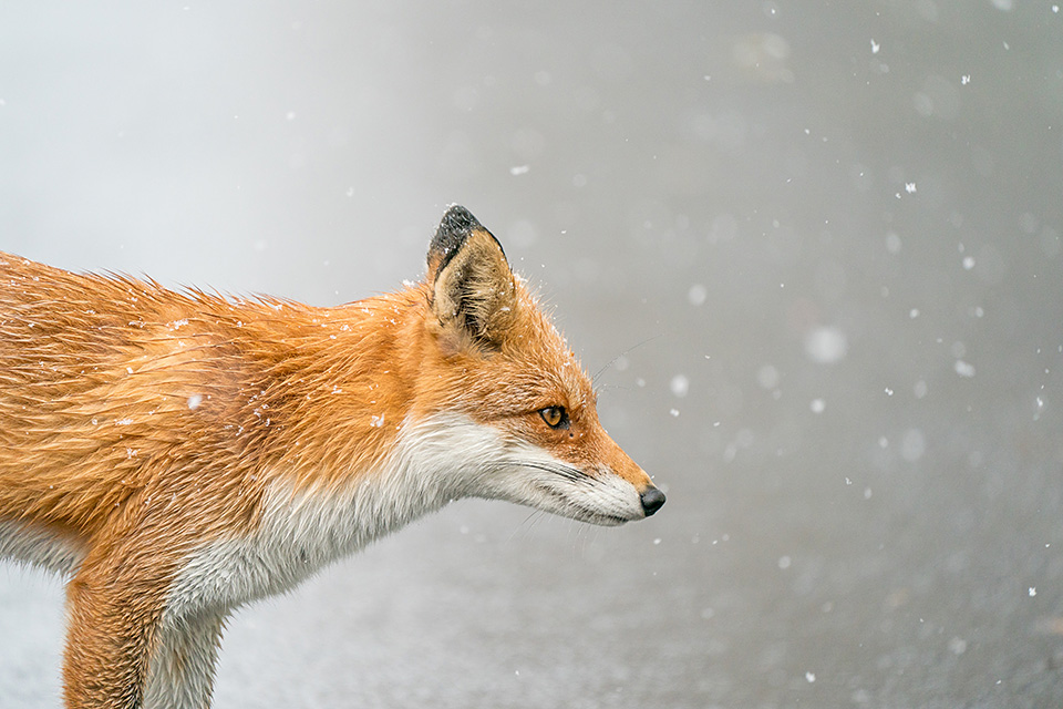 東京カメラ部10選 井上浩輝氏 × 東芝メモリ「頼れる相棒 “EXCERIA PRO”」