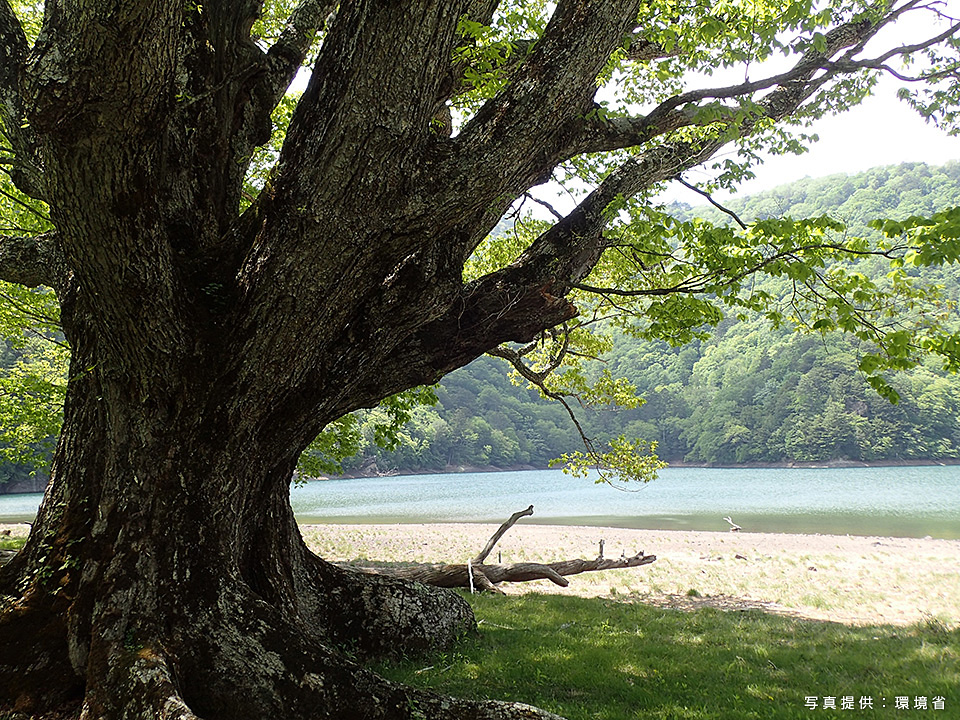 環境省：環境省国立公園課国立公園利用推進室 宮森由美子、東京カメラ部10選 北川力三、本間昭文、東京カメラ部コンテスト入賞者 清水啓、東京カメラ部運営「ともに守り、伝えていく　国立公園の魅力」｜東京カメラ部2019写真展