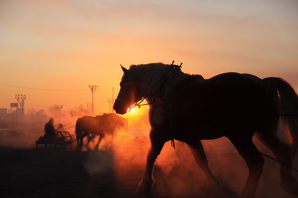 北海道 帯広市(ばんえい十勝)：カメラマン 山岸伸、帯広市副市長 田中敬二、東京カメラ部運営「ばんえい競馬」｜東京カメラ部2019写真展