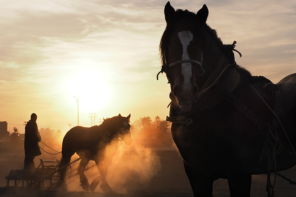 北海道 帯広市(ばんえい十勝)：カメラマン 山岸伸、帯広市副市長 田中敬二、東京カメラ部運営「ばんえい競馬」｜東京カメラ部2019写真展