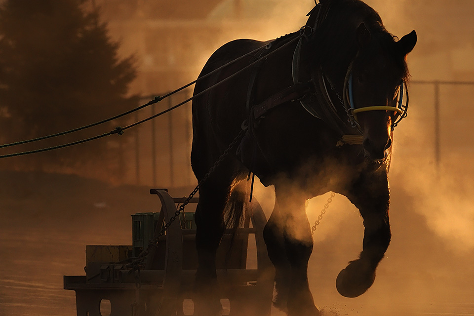 北海道 帯広市(ばんえい十勝)：カメラマン 山岸伸、帯広市副市長 田中敬二、東京カメラ部運営「ばんえい競馬」｜東京カメラ部2019写真展