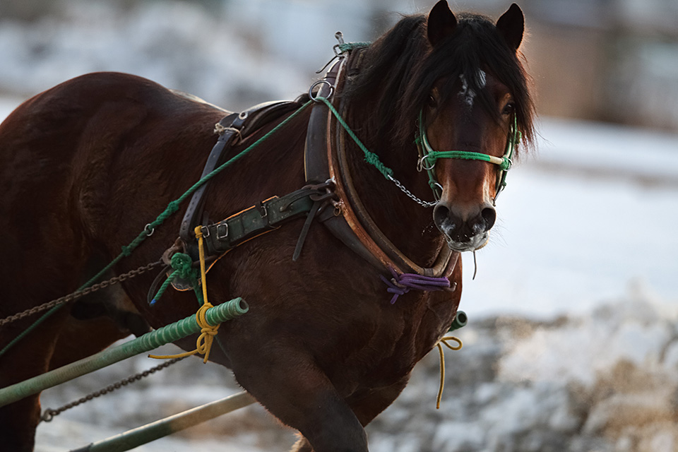 北海道 帯広市(ばんえい十勝)：カメラマン 山岸伸、帯広市副市長 田中敬二、東京カメラ部運営「ばんえい競馬」｜東京カメラ部2019写真展