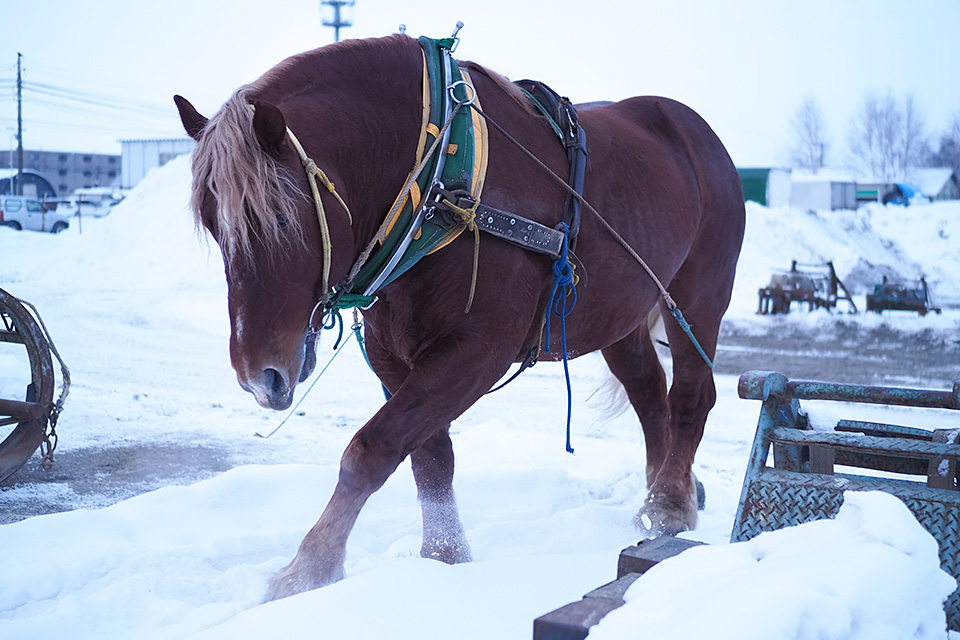北海道 帯広市(ばんえい十勝)：カメラマン 山岸伸、帯広市副市長 田中敬二、東京カメラ部運営「ばんえい競馬」｜東京カメラ部2019写真展