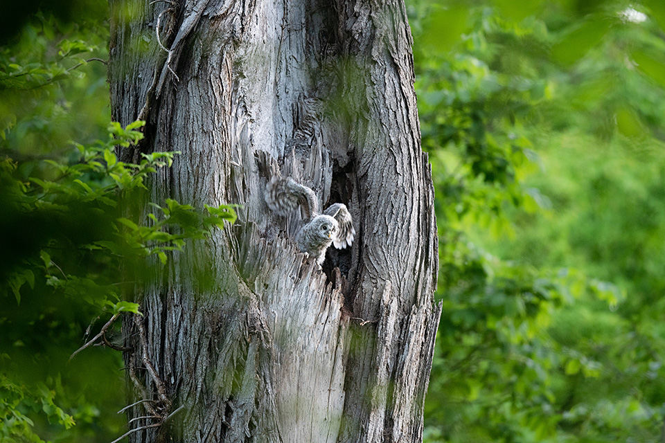 ニコンイメージングジャパン：東京カメラ部10選 半田菜摘氏、石田卓士氏「フルサイズミラーレスでとらえる、風景と生命」｜東京カメラ部2019写真展