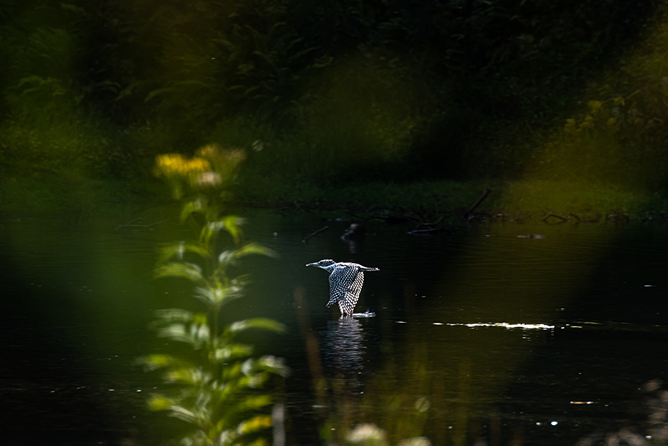 ニコンイメージングジャパン：東京カメラ部10選 半田菜摘氏、石田卓士氏「フルサイズミラーレスでとらえる、風景と生命」｜東京カメラ部2019写真展