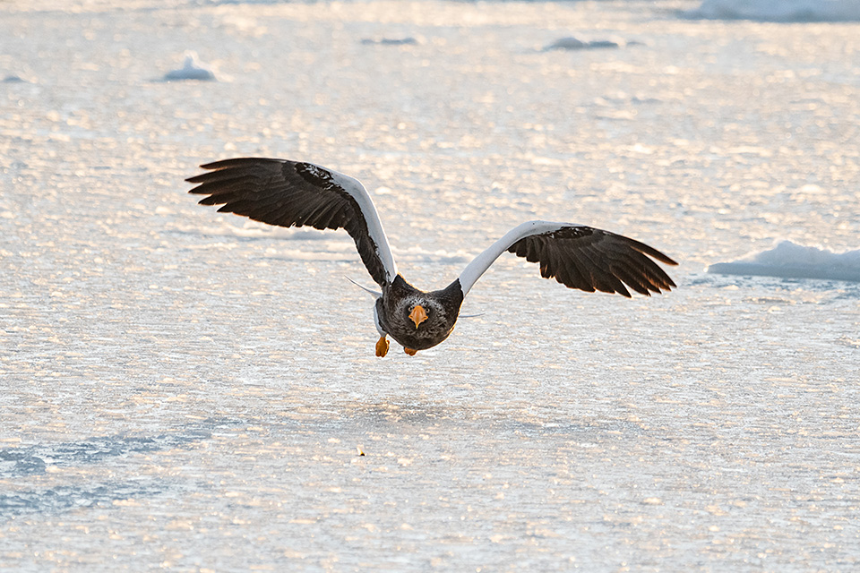 ニコンイメージングジャパン：東京カメラ部10選 半田菜摘氏、石田卓士氏「フルサイズミラーレスでとらえる、風景と生命」｜東京カメラ部2019写真展