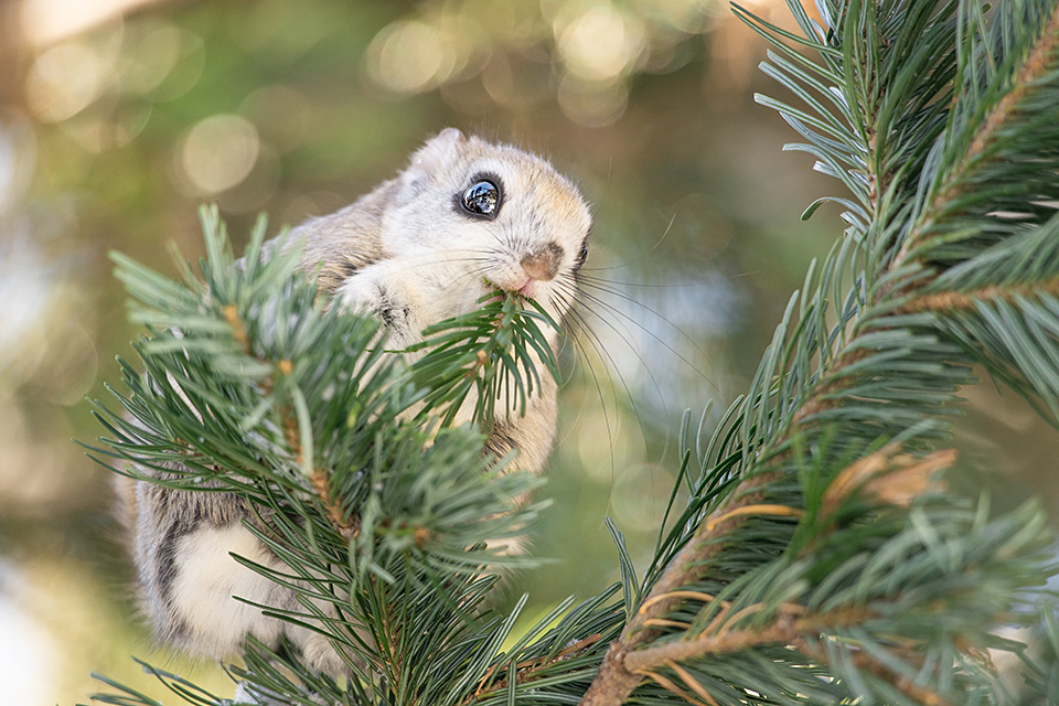 ニコンイメージングジャパン：東京カメラ部10選 半田菜摘氏、石田卓士氏「フルサイズミラーレスでとらえる、風景と生命」｜東京カメラ部2019写真展
