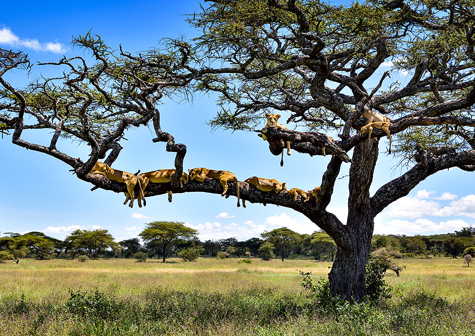 東京カメラ部10選 加藤康朝氏、香川美穂氏、Sallu氏、野上香織氏「世界は発見を待っている。」