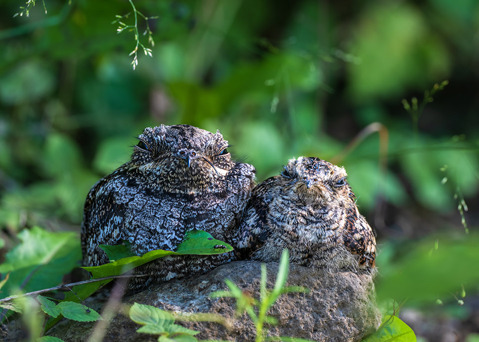 ニコンイメージングジャパン「Zシリーズが切り拓くカメラの未来　～Nikon Creatorsが描く究極の1枚～」