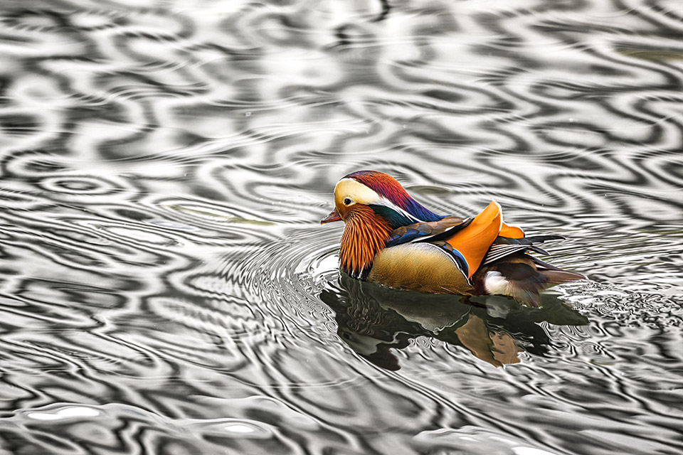 ニコンイメージングジャパン「Zシリーズが切り拓くカメラの未来　～Nikon Creatorsが描く究極の1枚～」