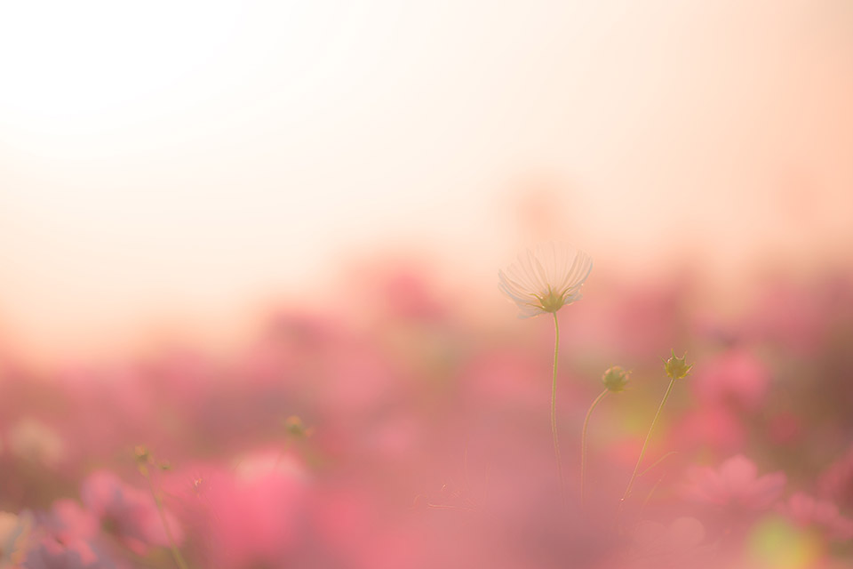 【東京カメラ部2025写真展】クロージングセッション『「好き」でつながる』