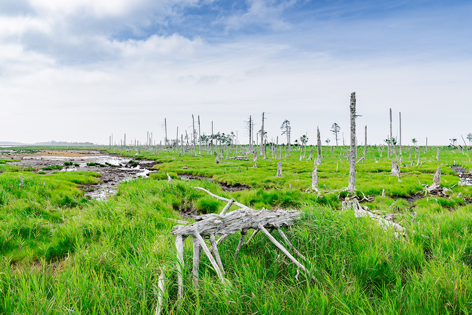 「地球探索鉄道 花咲線 世界的絶景を目撃する旅　─ presented by北海道 根室市 ─」