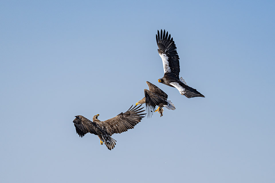 「地球探索鉄道 花咲線 世界的絶景を目撃する旅　─ presented by北海道 根室市 ─」