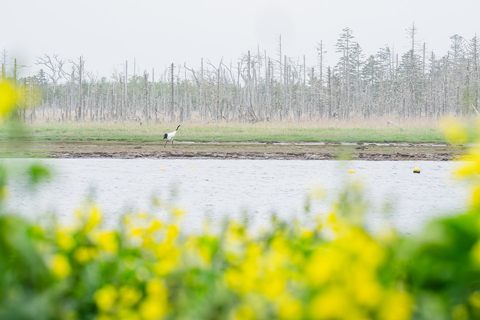 「地球探索鉄道 花咲線 世界的絶景を目撃する旅　─ presented by北海道 根室市 ─」