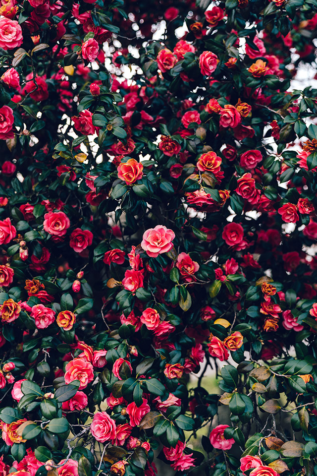 こおりやま広域圏「クローズアップこおりやま広域圏　〜伝えたい魅力〜」